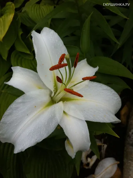 Лилия Замбези ОТ-гибрид белая