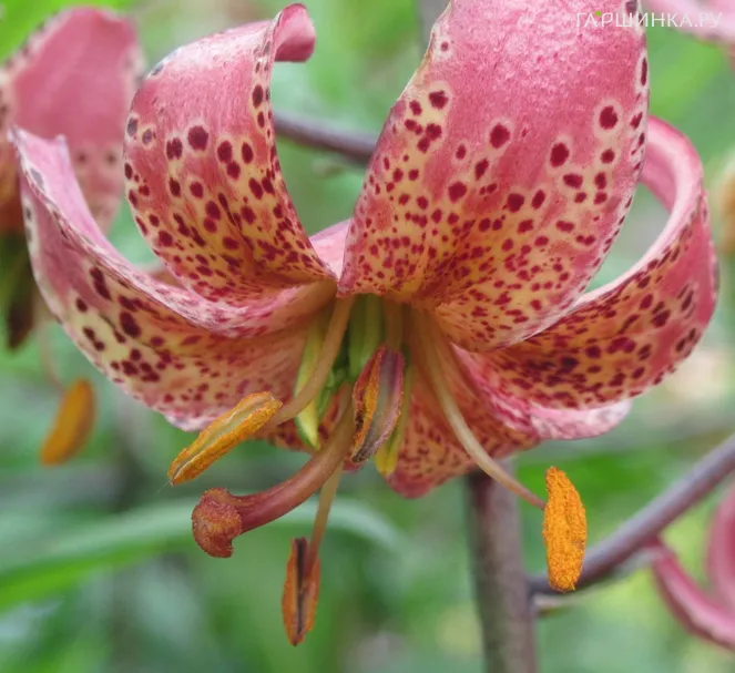 Лилия Гэйбёрд кудреватая/ 2шт