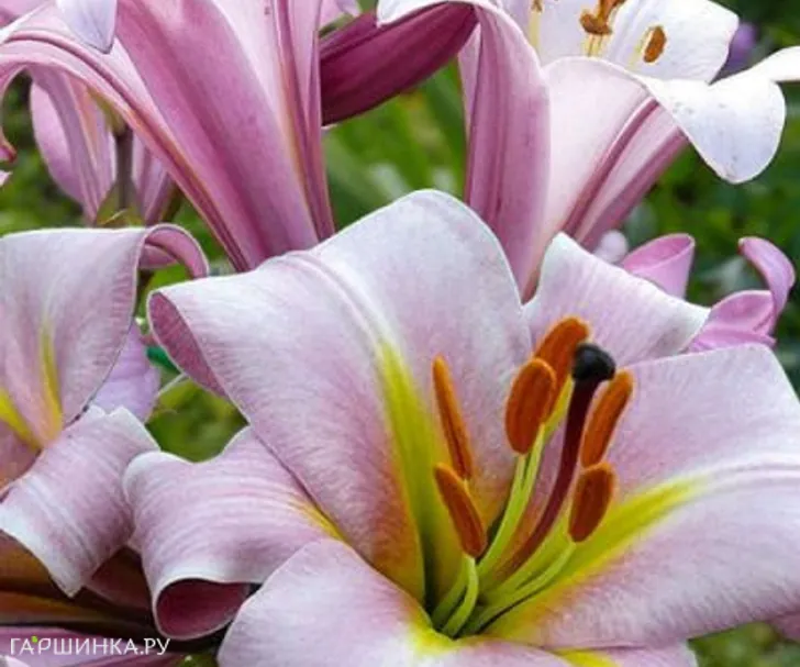 Лилия Пинк Планет трубчатая