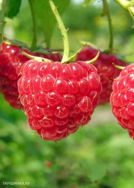 Малина Новость Кузьмина крупноплодная урожайная сладкая