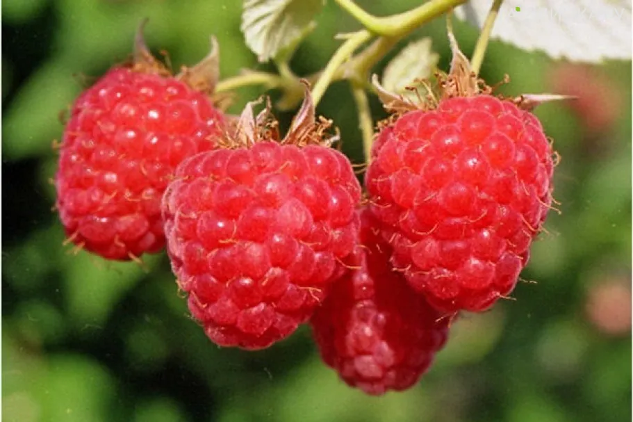 Малина Вольница урожайная красная