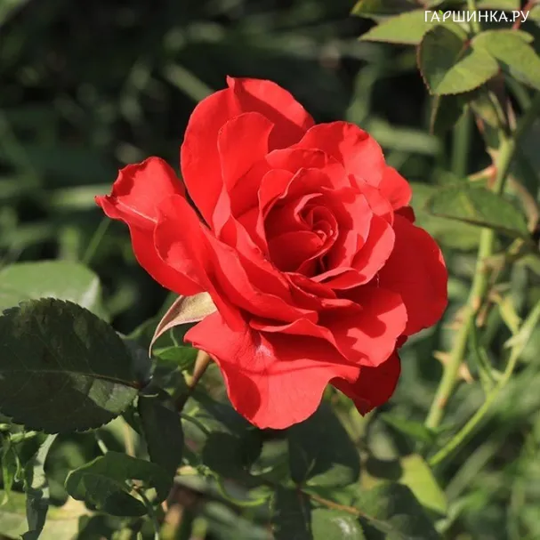 Роза Ред Сан чайно-гибридная Imperial Rose