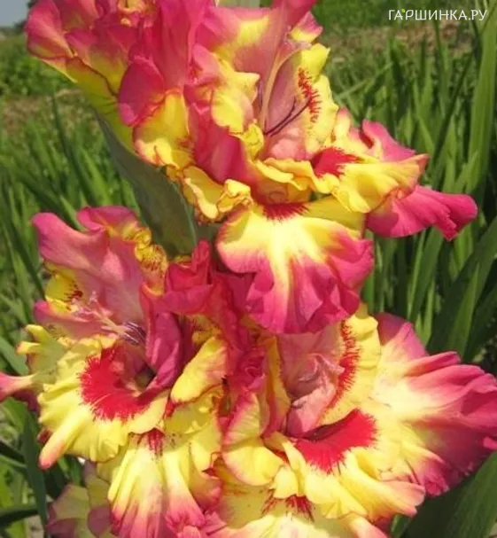 Гладиолус Марго