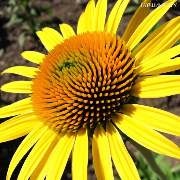 Эхинацея пурпурная Мауи Саншайн