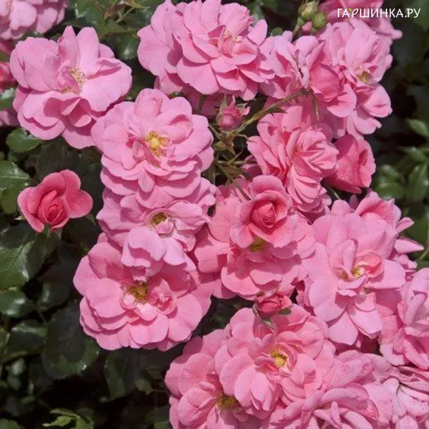 Роза Мираж флорибунда, Империал Роуз Imperial Rose