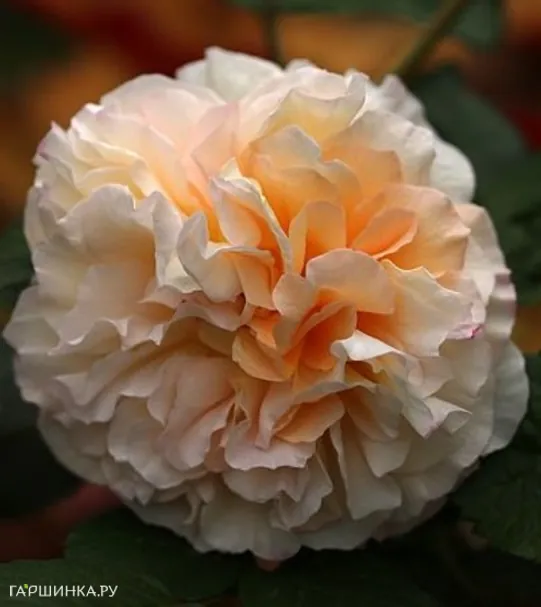 Роза Мисс Файн мускусная, Ленс (лиц)