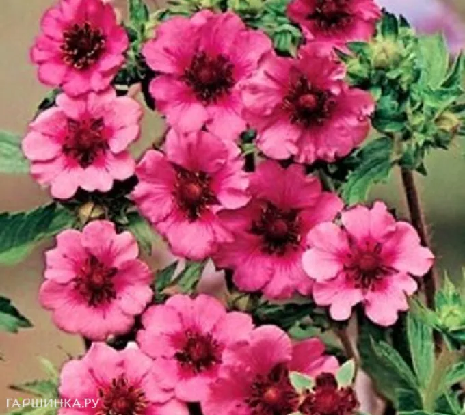 Лапчатка травянистая Мисс Уиллмотт