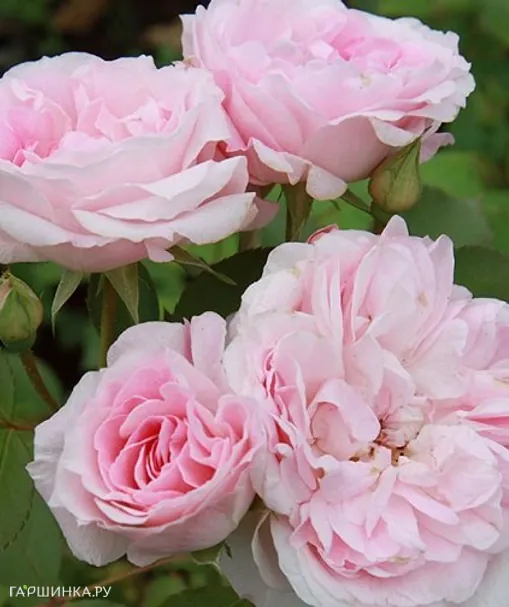 Роза Морден Блаш канадская парковая (лиц)