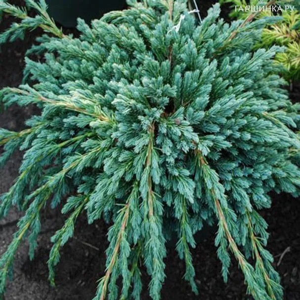 Можжевельник чешуйчатый Блю Спайдер