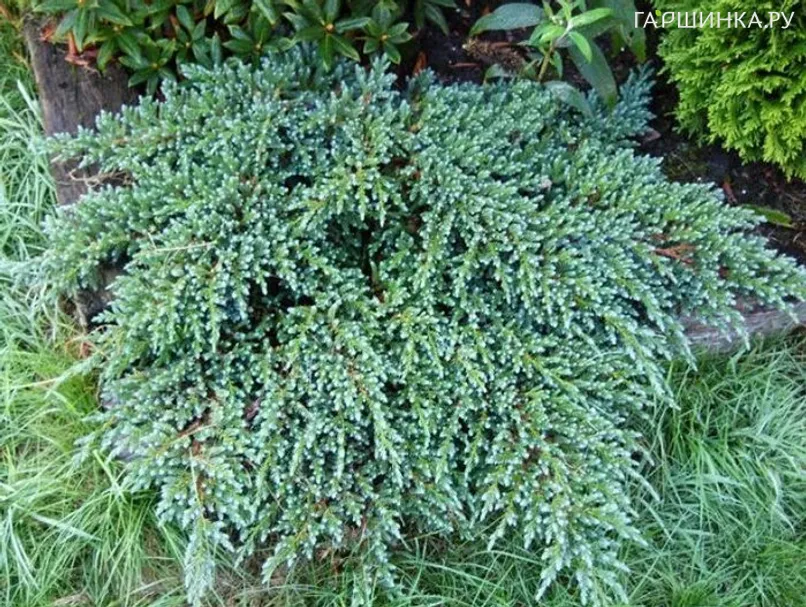 Можжевельник Литл Джоанна чешуйчатый