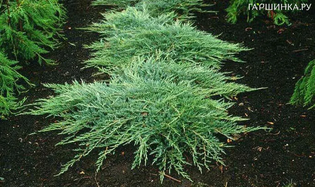 Можжевельник горизонтальный Джейд Ривер