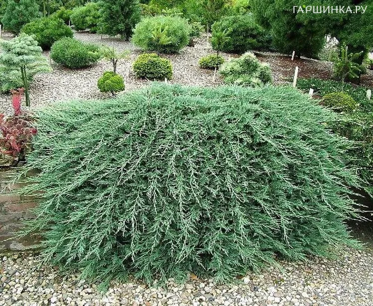 Можжевельник горизонтальный Вилтони