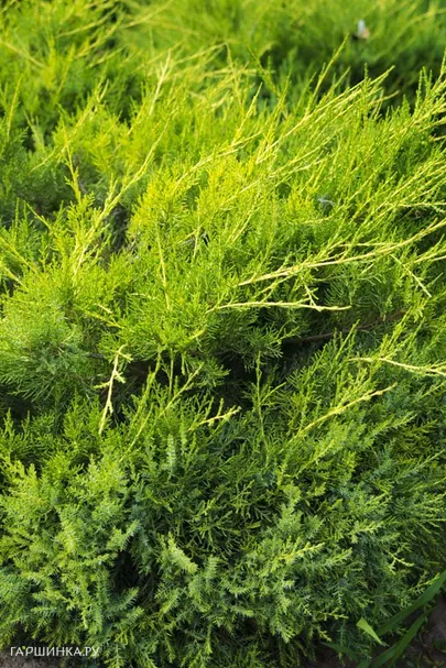 Можжевельник китайский Куривао Голд