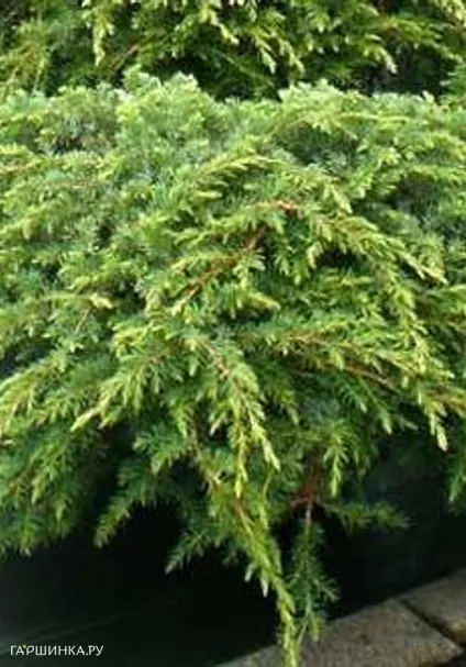 Можжевельник обыкновенный Репанда