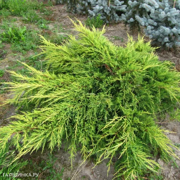 Можжевельник средний Голдкиссен