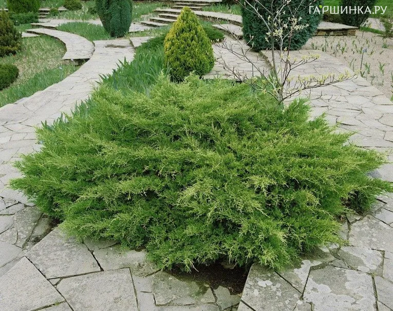 Можжевельник средний Пфитцериана Компакта