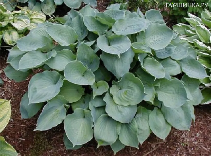 Хоста Мунлайт Соната (ML)