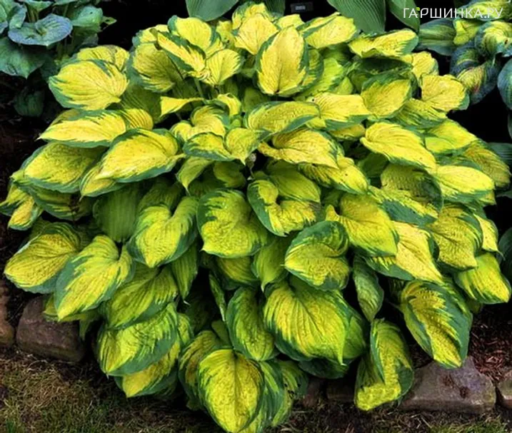 Хоста Олд Глори волнистая (M)