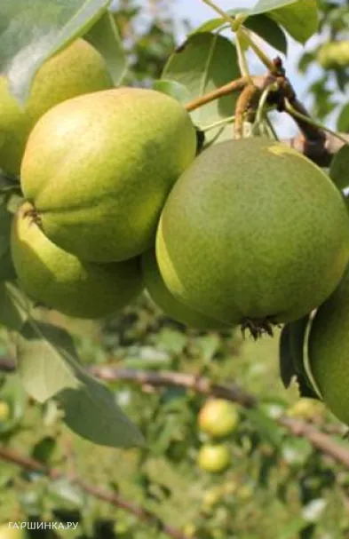 Груша Осенняя Яковлева
