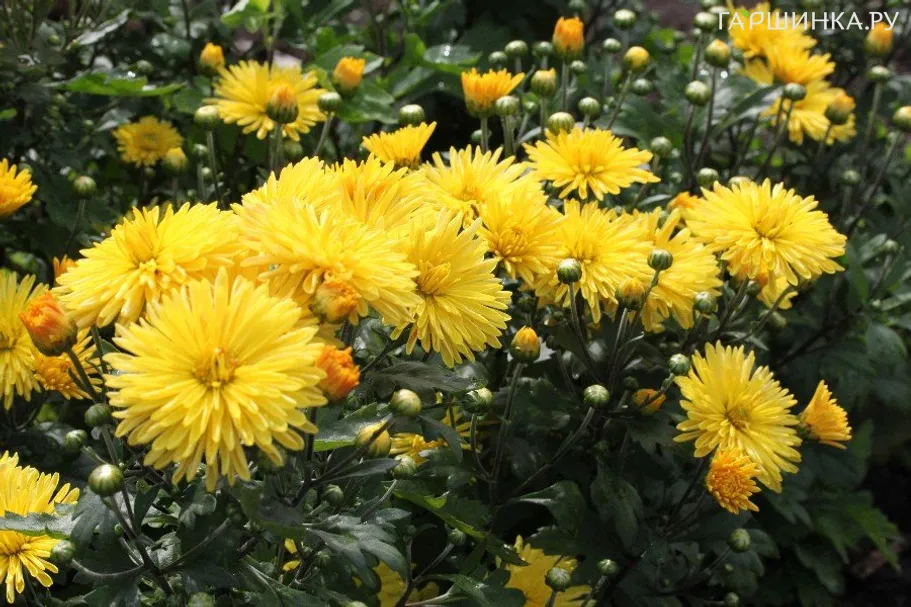 Хризантема Корейская золотая