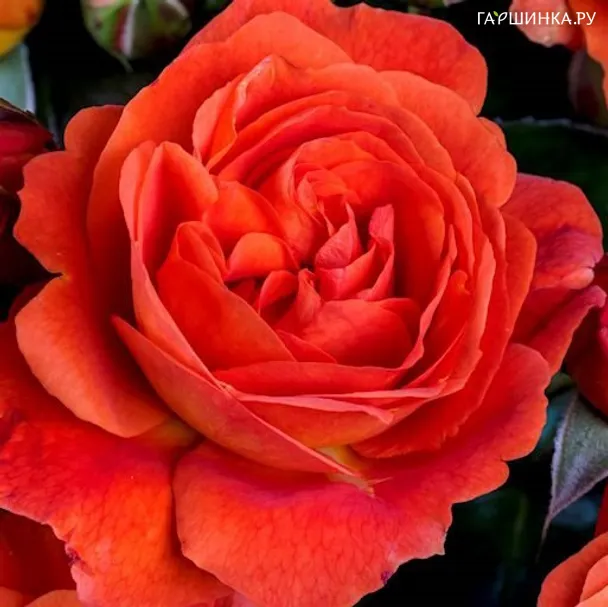 Роза Матин флорибунда, Империал Роуз Imperial Rose