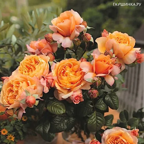 Роза Капри чайно-гибридная Imperial Rose