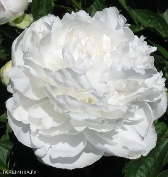 Пион Баронесса Шрёдер