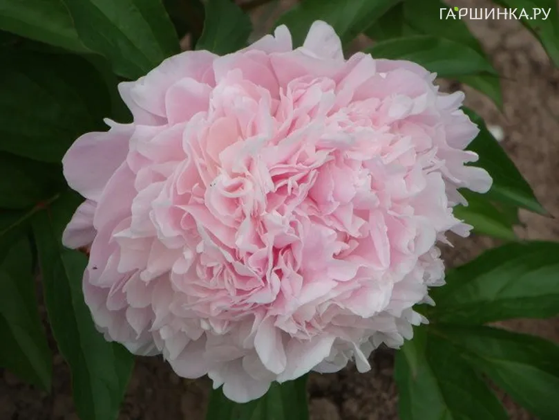 Пион Иденс Перфьюм