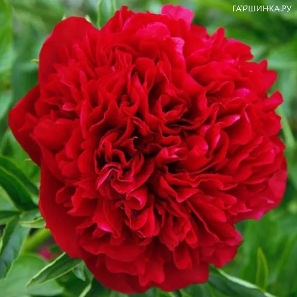 Пион Элиза Ланди