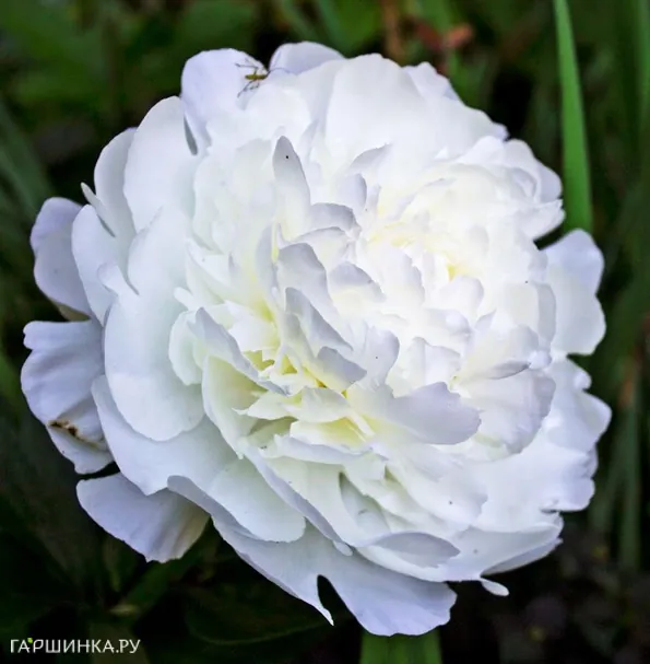 Пион Эльза Сасс