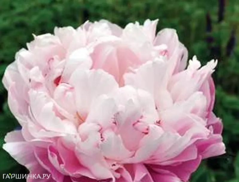 Пион Леди Александра Дафф