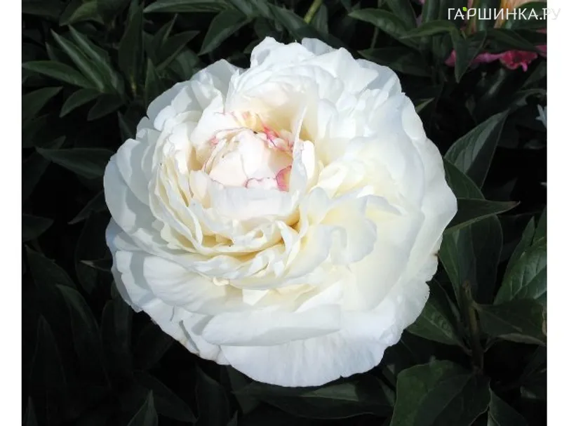 Пион Мун Ривер