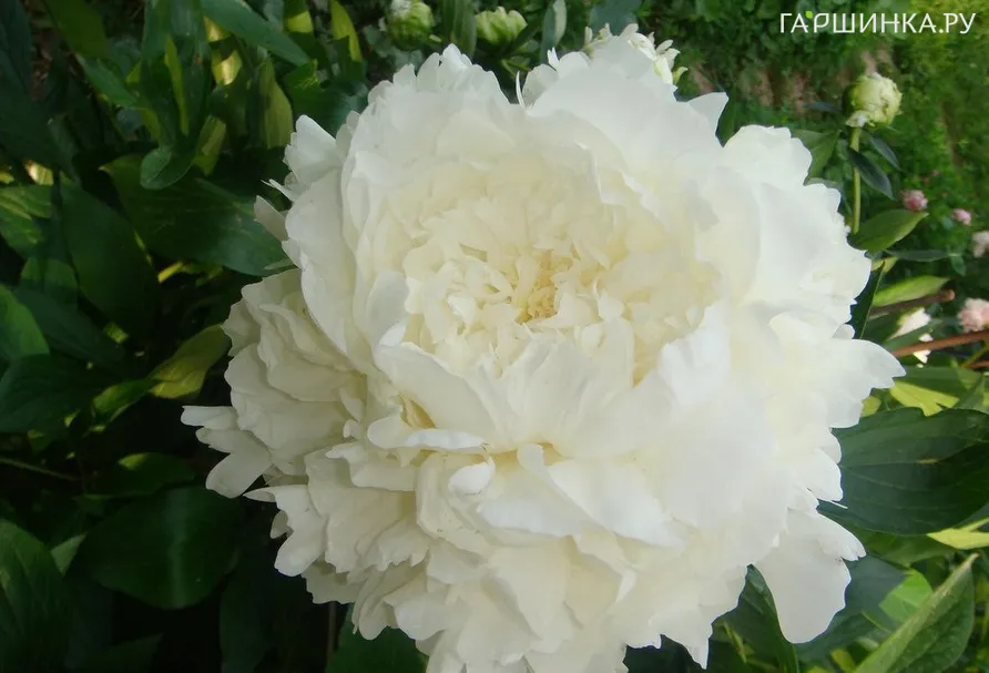 Пион Миссис Ж.В. Эдлунд