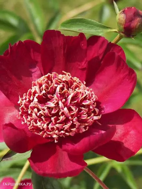 Пион Ниппон Бьюти