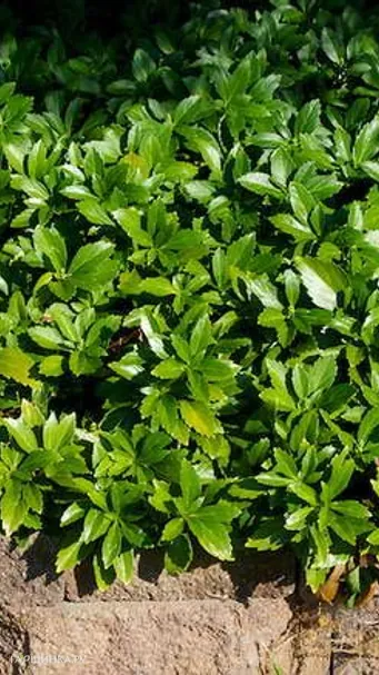 Пахизандра верхушечная