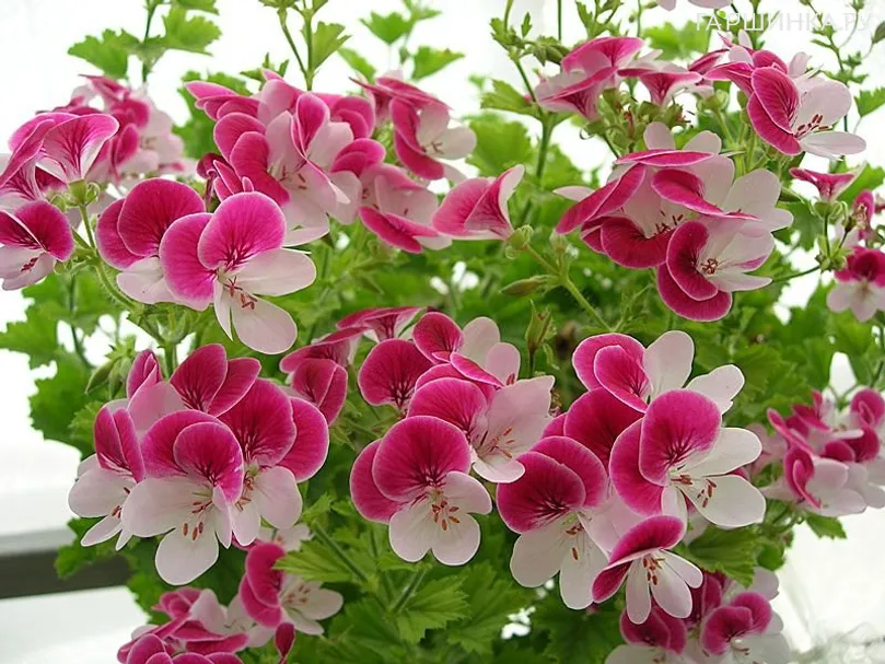 Пеларгония Ангел Биколор