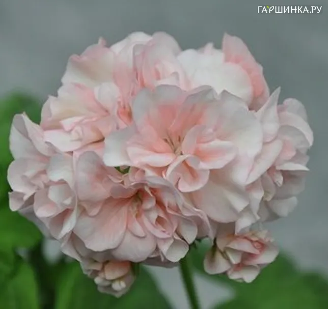 Пеларгония розебудная Квин Ингрид