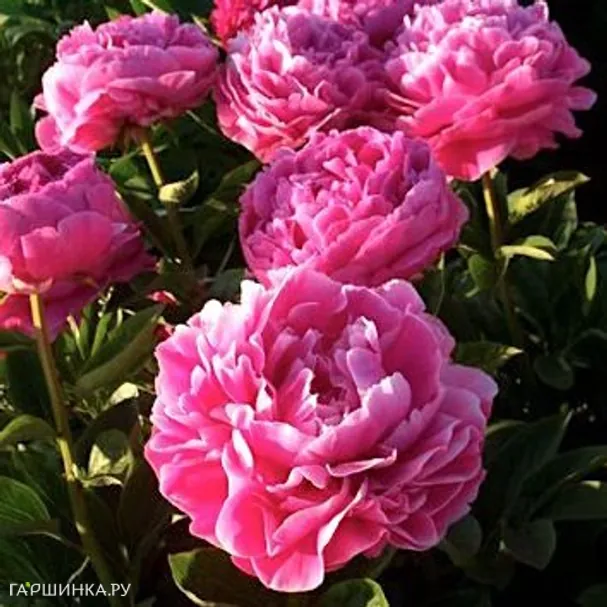 Пион Пинк Парфе