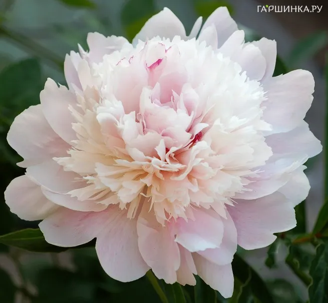 Пион Ширли Темпл