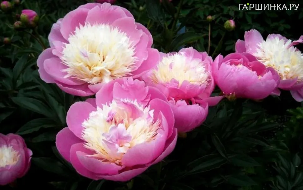 Пион Бойл оф Бьюти