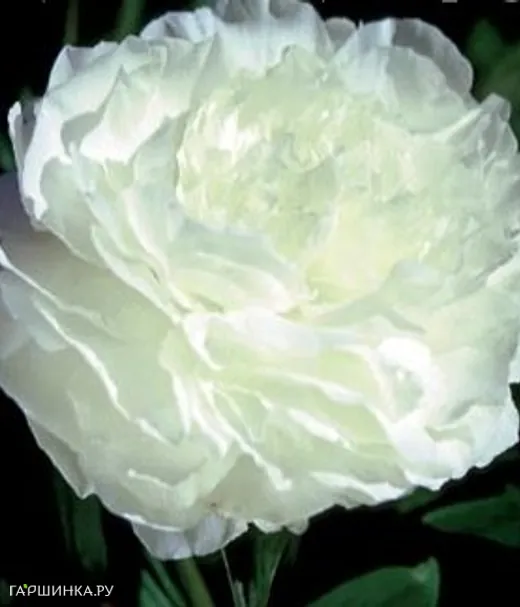 Пион Мазерс Чойс