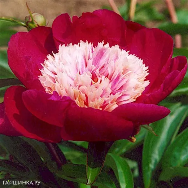 Пион Уайт Кэп