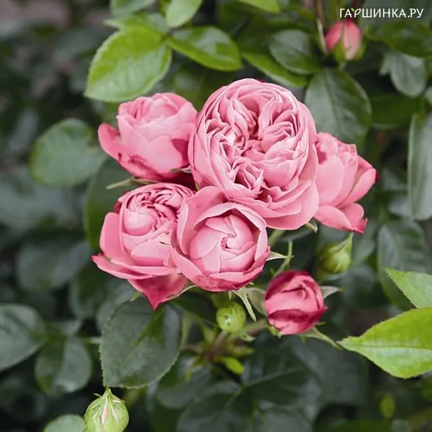 Роза Плей Кет кустарниковая Imperial Rose
