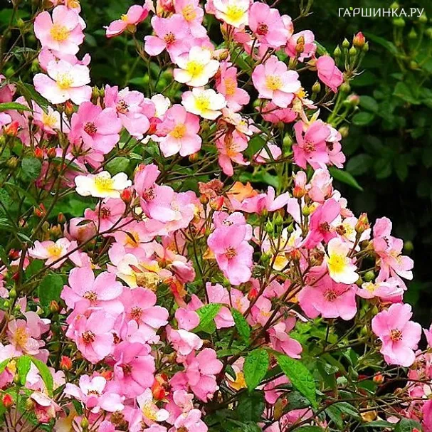 Роза Плезантри мускусная, Ленс (лиц)