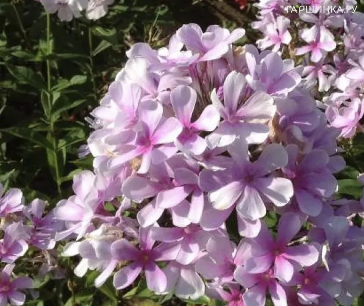 Флокс Егорка