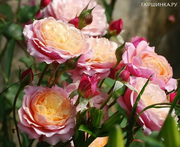 Роза Прикс ПЖ Редут шраб, Гийо (лиц)