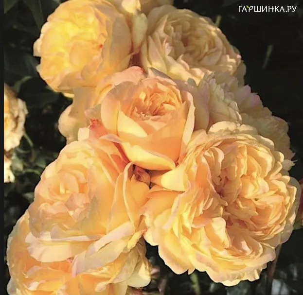 Роза Лампион флорибунда, Империал Роуз Imperial Rose