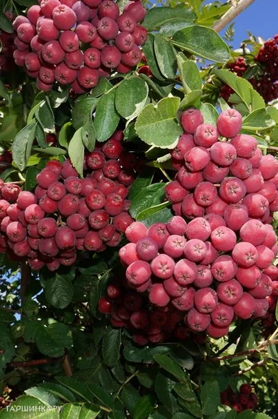 Рябина Гранатная