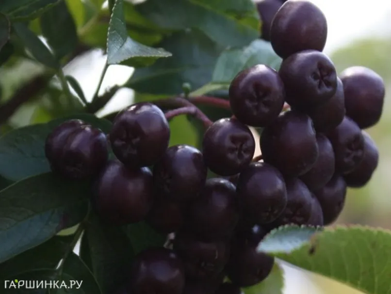 Рябина Ликерная