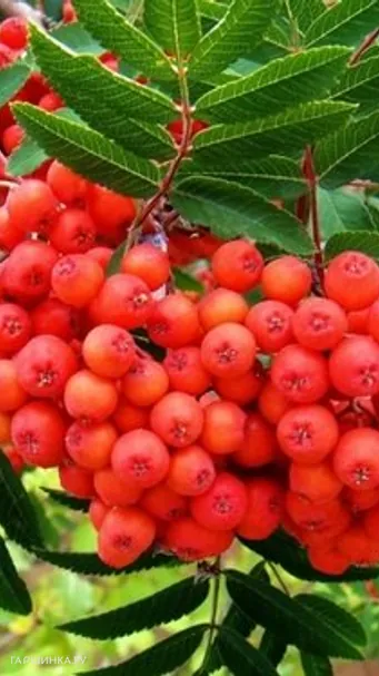 Рябина Невежинская сладкая крупноплодная (без горечи)